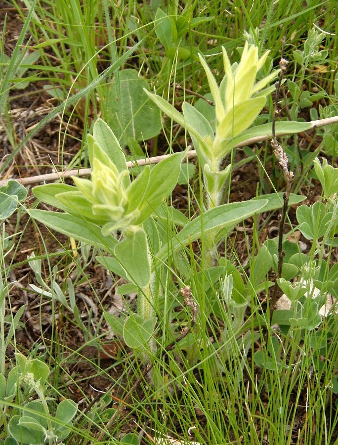 Image of Ajuga laxmannii specimen.