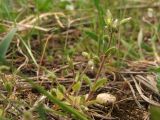 Cerastium semidecandrum