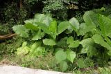 Alocasia macrorrhizos. Плодоносящие растения. Таиланд, о-в Пхукет, курорт Ката, край леса у дороги вдоль канала. 11.01.2017.