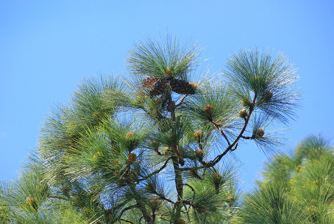 Изображение особи Pinus roxburghii.