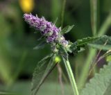 Betonica officinalis. Верхушка побега с формирующимся соцветием. Московская обл., Раменский р-н, окр. ж.-д. платформы Хрипань, просека под ЛЭП. 04.07.2017.