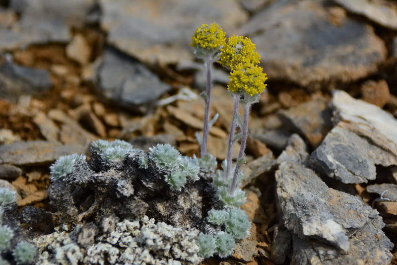 Image of Artemisia senjavinensis specimen.