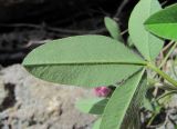 Trifolium medium