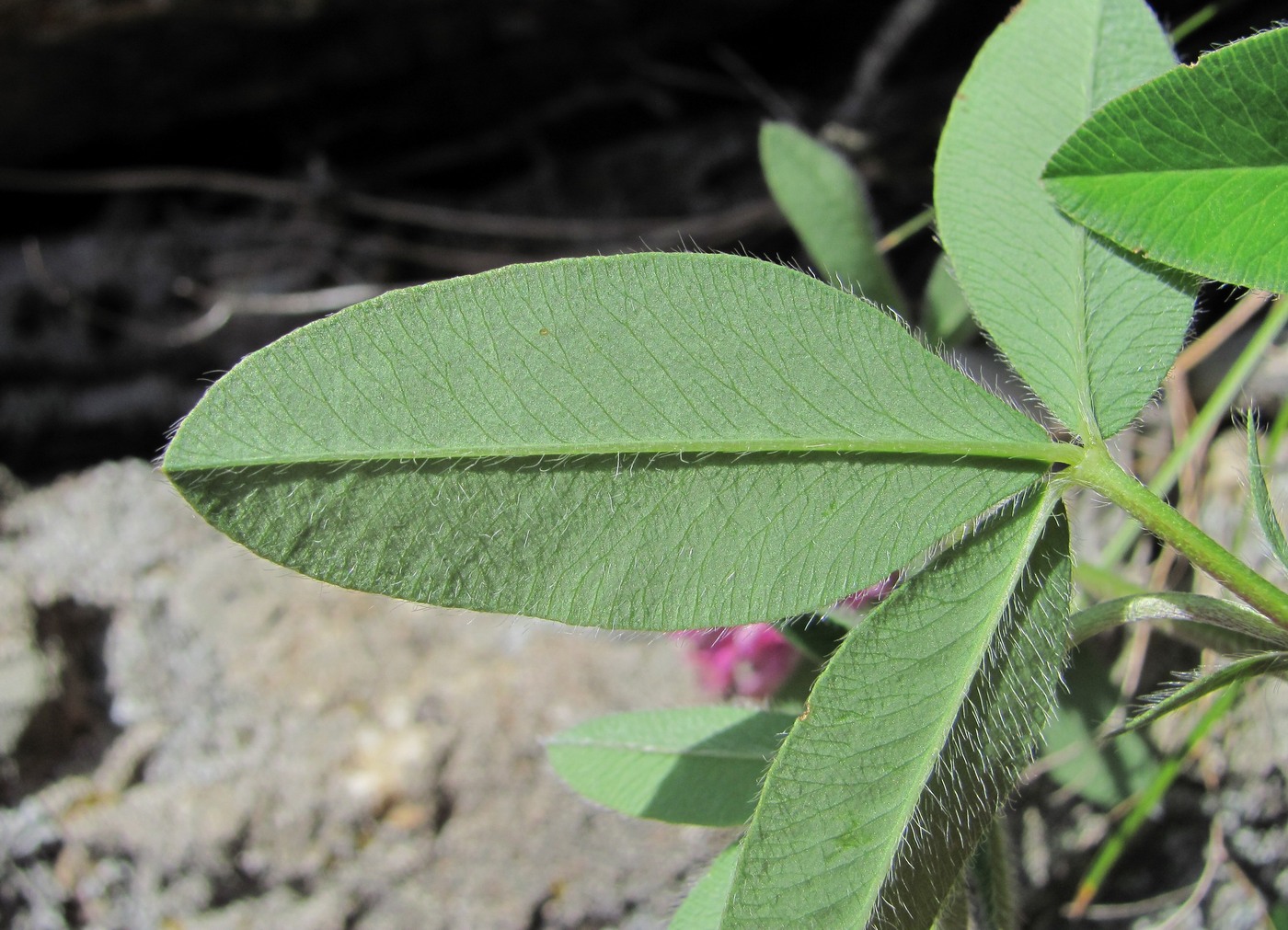 Изображение особи Trifolium medium.