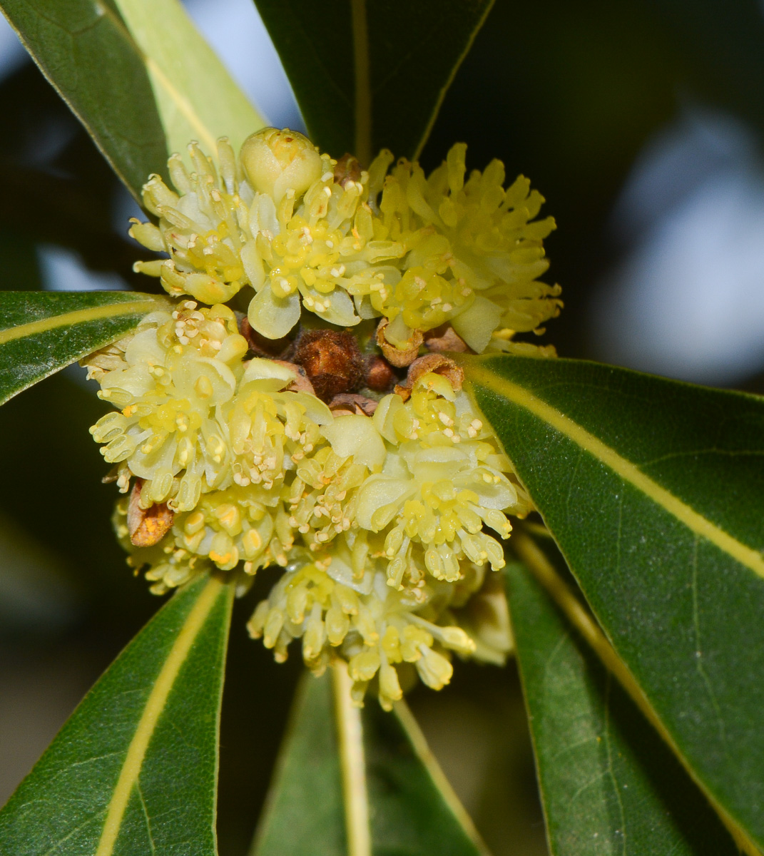 Изображение особи Laurus novocanariensis.