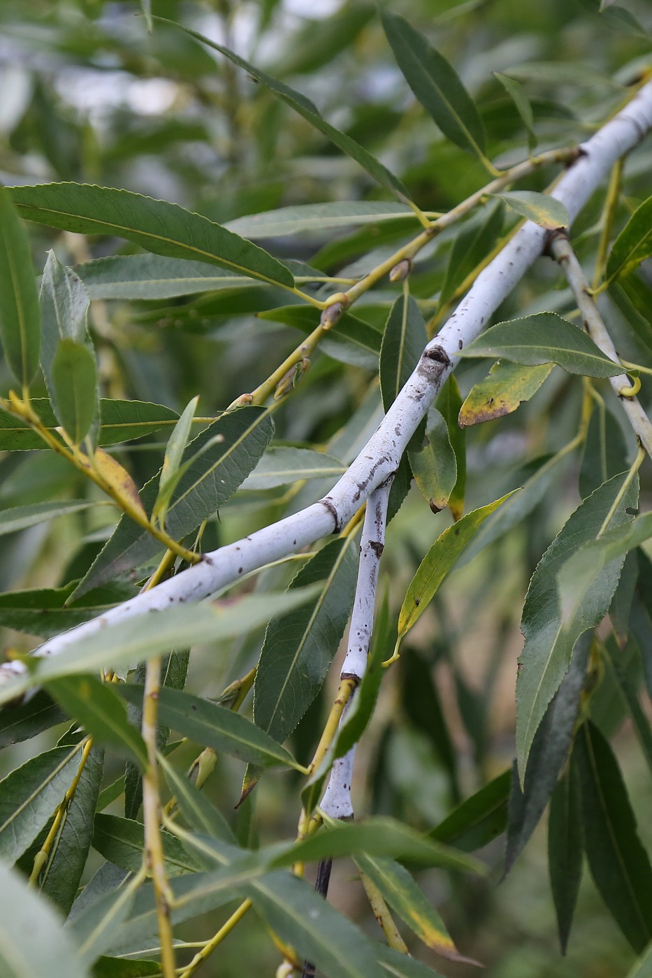 Image of Salix acutifolia specimen.