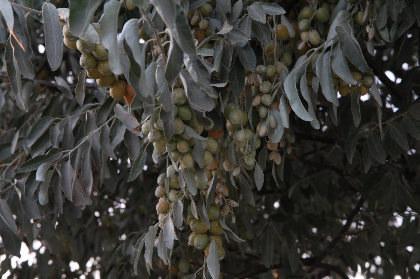 Изображение особи Elaeagnus littoralis.