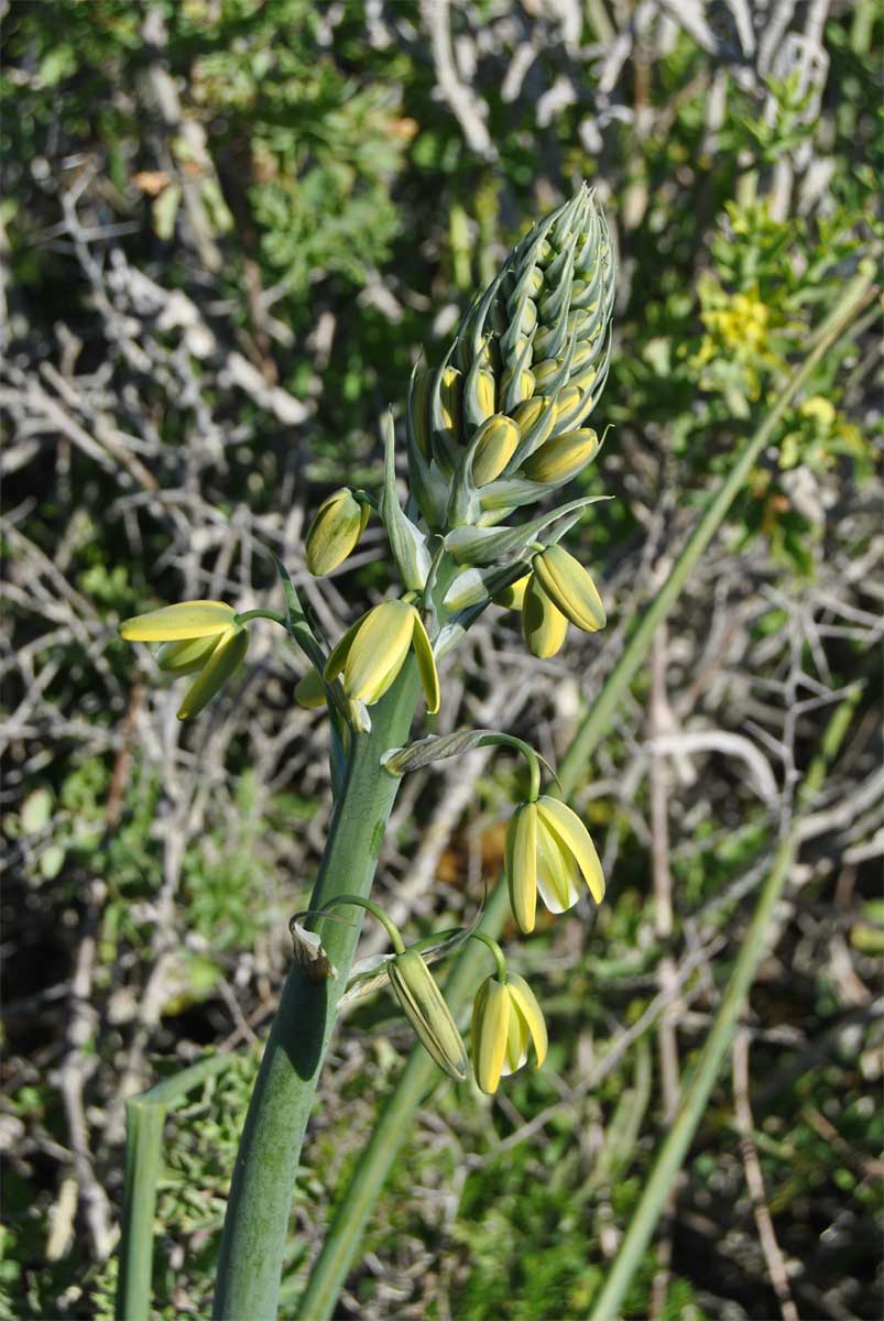 Изображение особи Albuca flaccida.