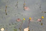 Utricularia vulgaris