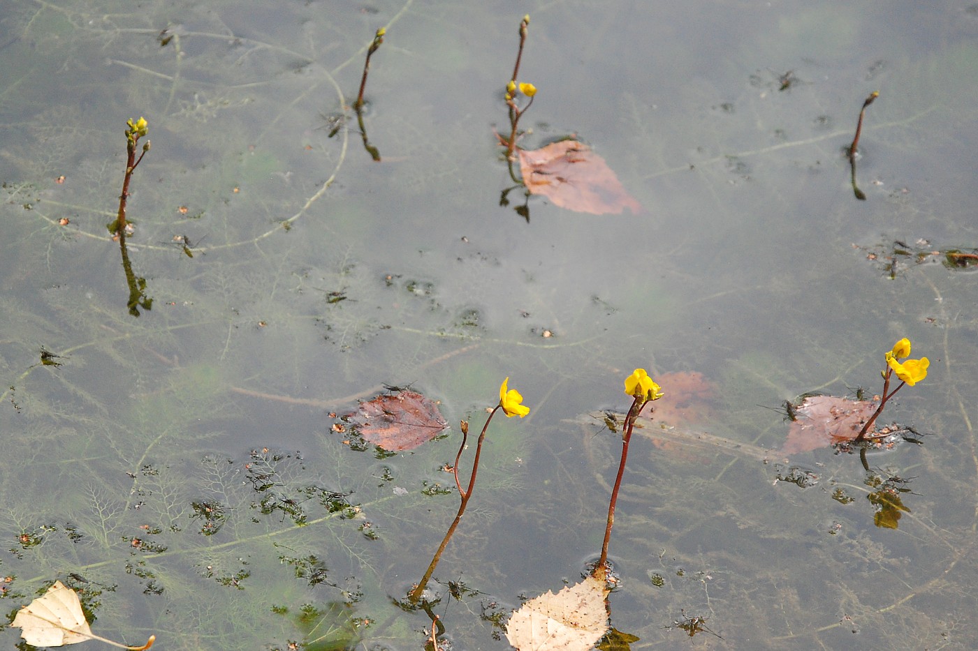 Изображение особи Utricularia vulgaris.