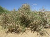 genus Calligonum