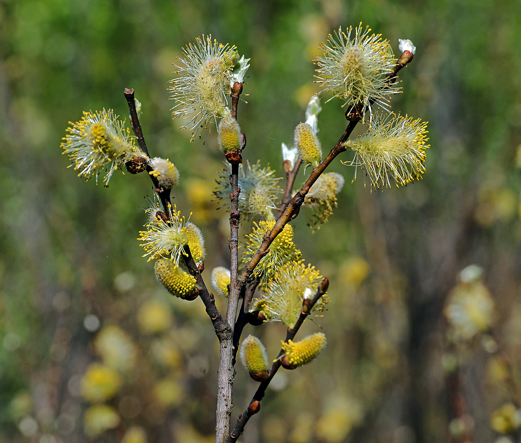 Image of genus Salix specimen.