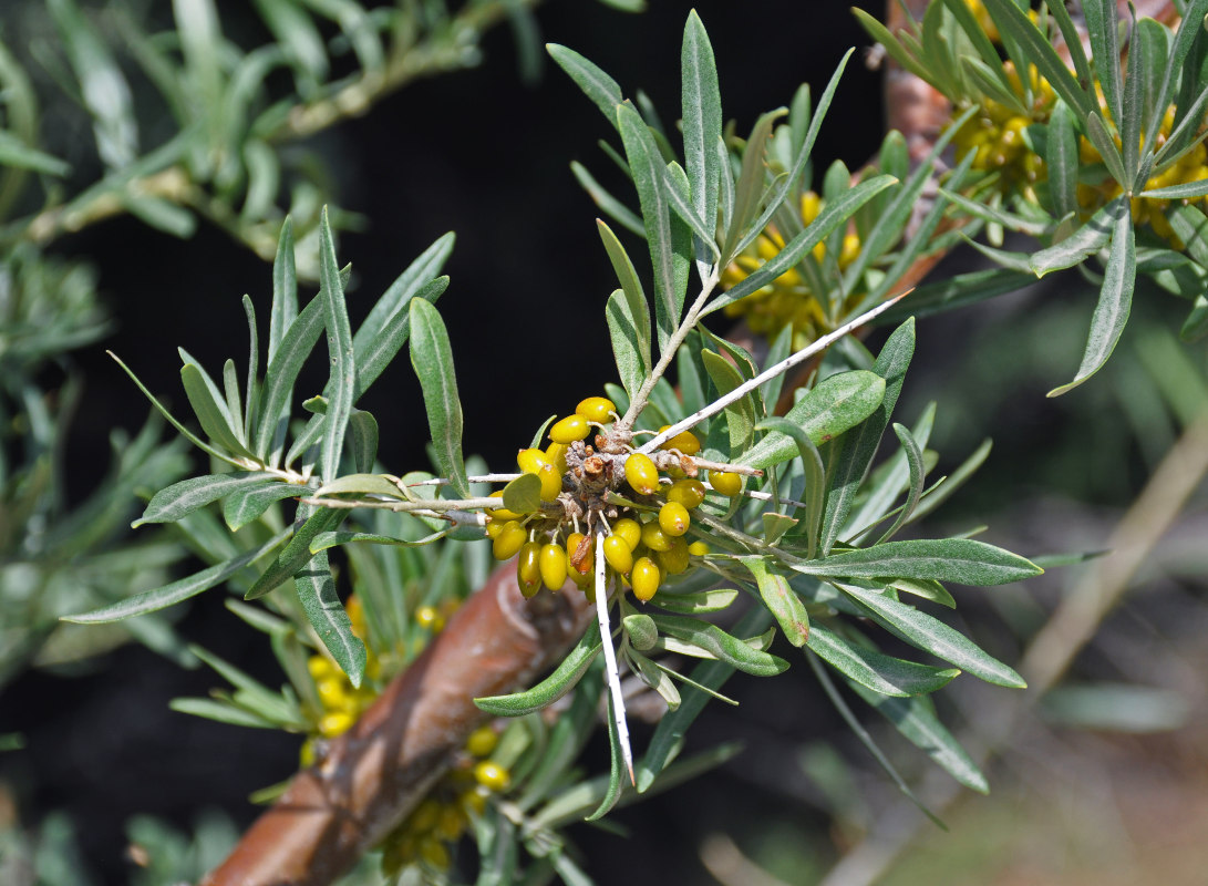 Изображение особи Hippophae rhamnoides.