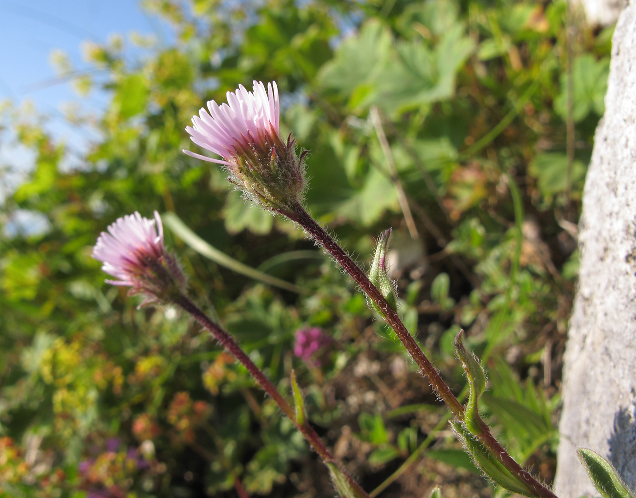 Image of Erigeron alpinus specimen.