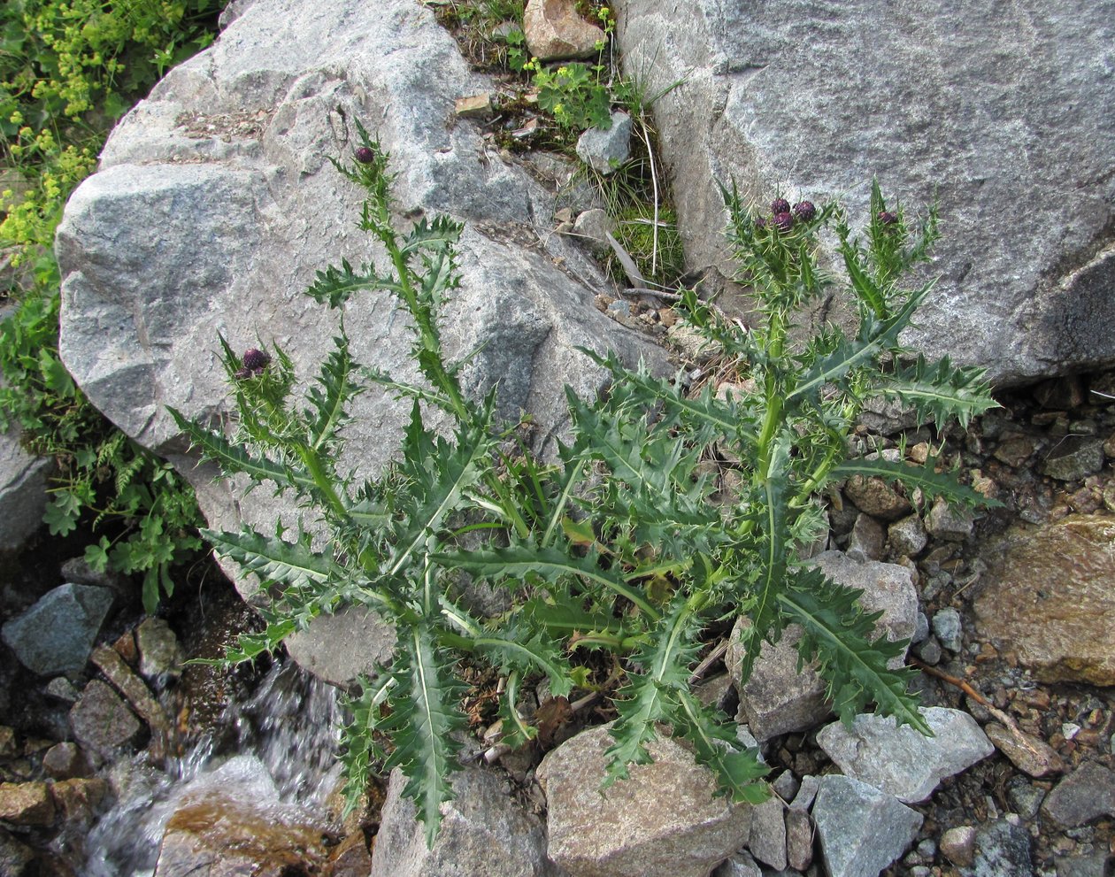 Изображение особи Cirsium elbrusense.