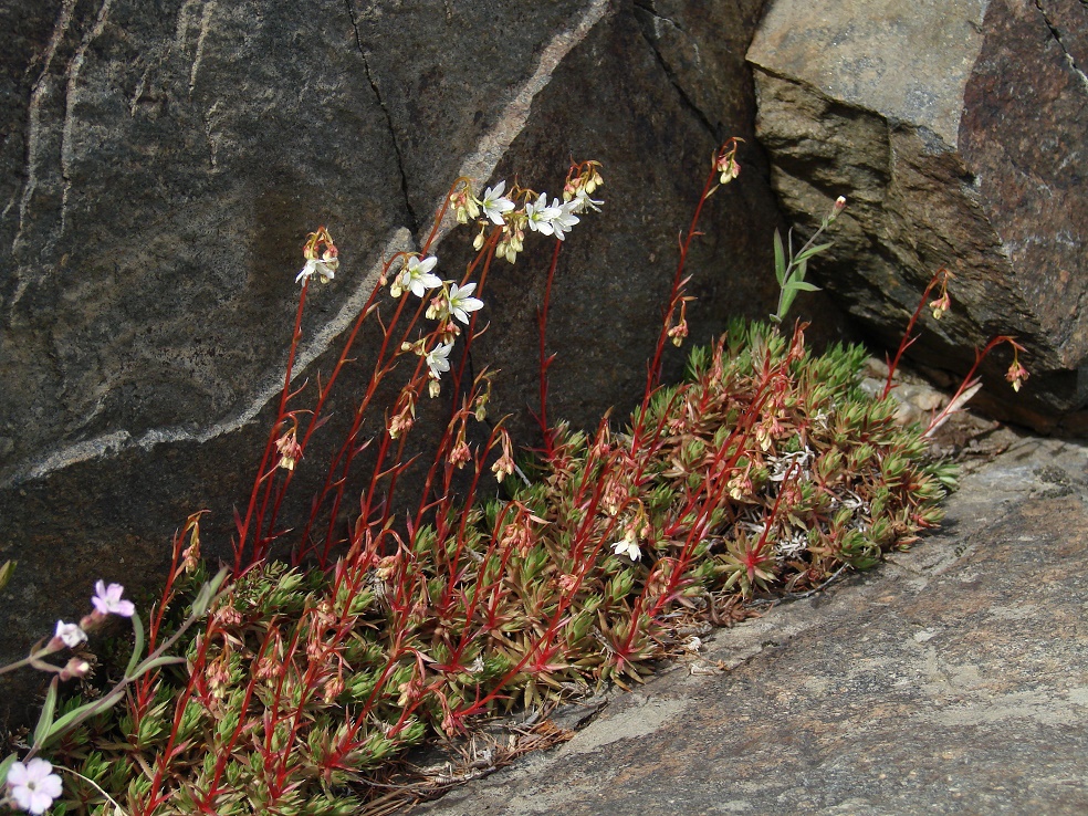 Image of Saxifraga spinulosa specimen.