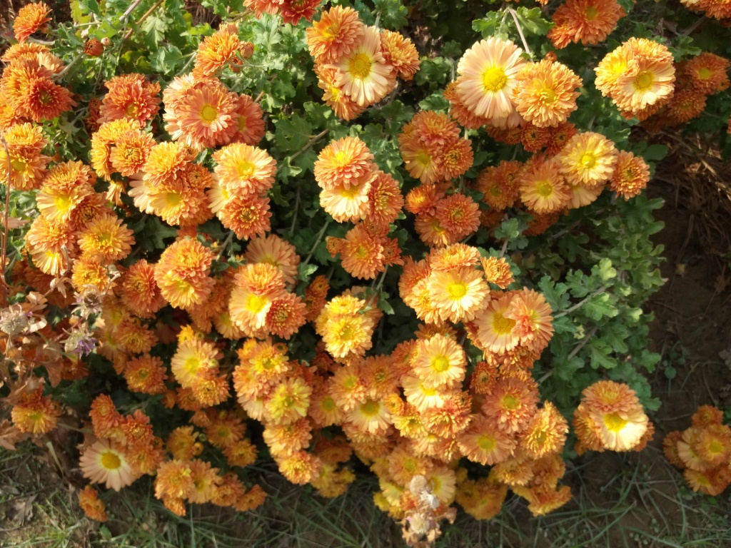 Image of Chrysanthemum indicum specimen.