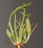 Image of specimen