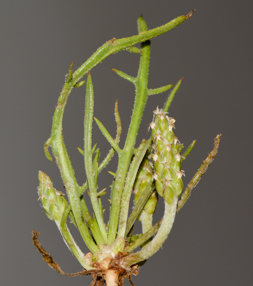 Image of Plantago crypsoides specimen.