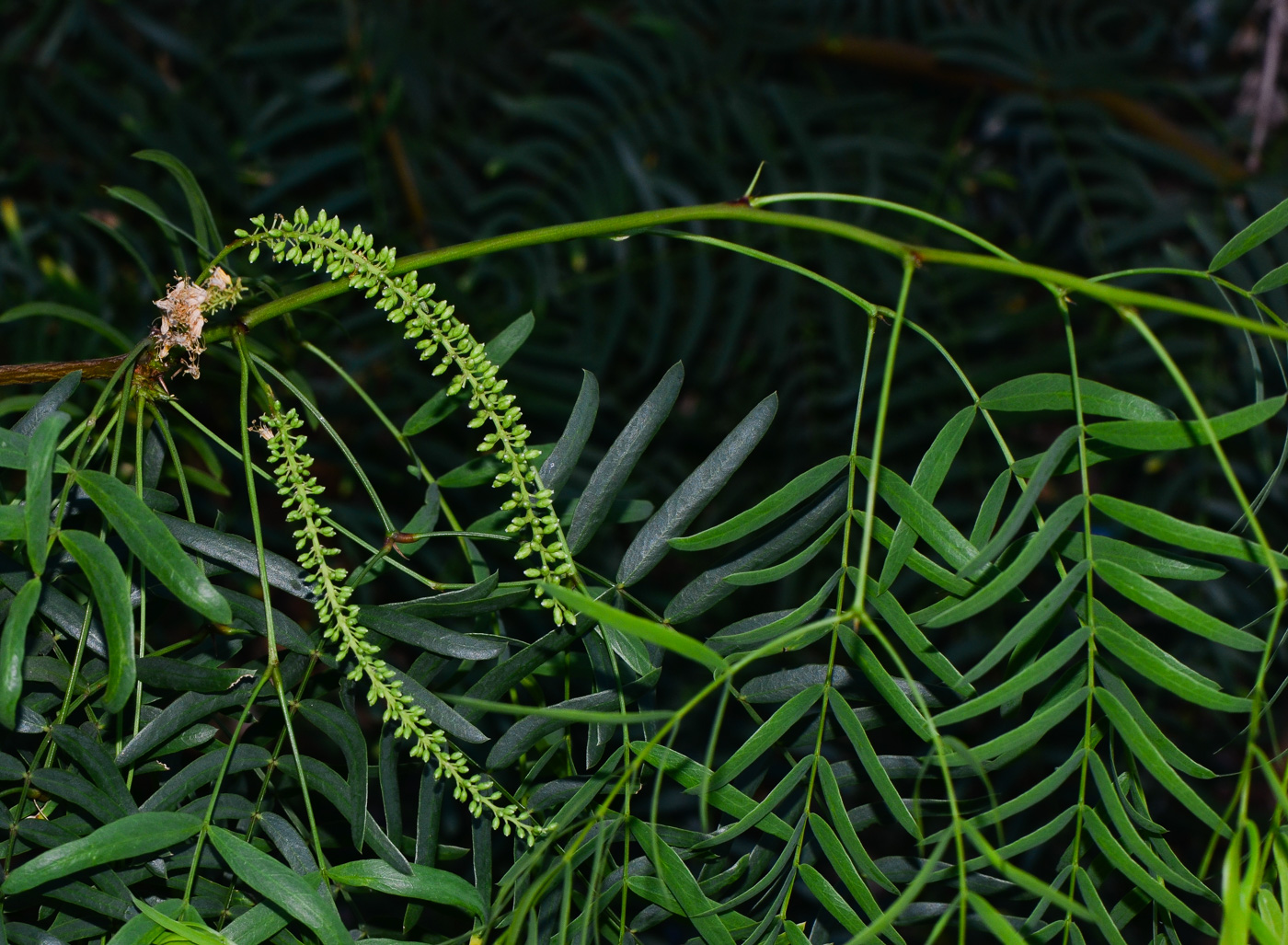 Image of Prosopis juliflora specimen.