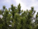 Pinus pallasiana