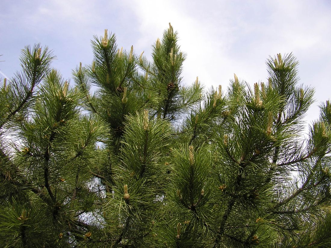 Image of Pinus pallasiana specimen.