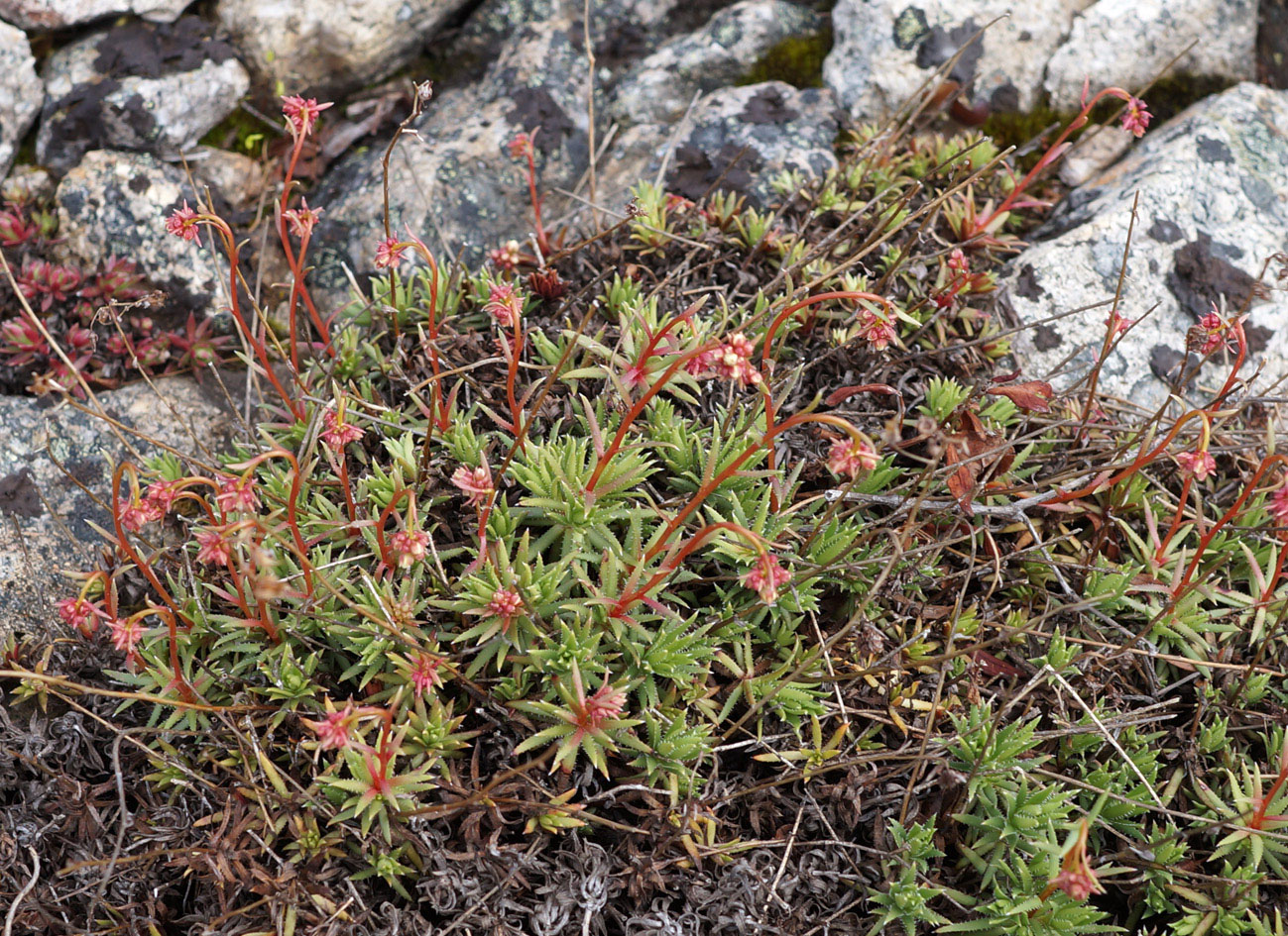 Image of Saxifraga spinulosa specimen.