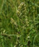 Dactylis glomerata. Соцветие с кормящейся пчелой(?). Восточный Казахстан, г. Усть-Каменогорск, правый берег р. Иртыш, луг. 31.05.2017.