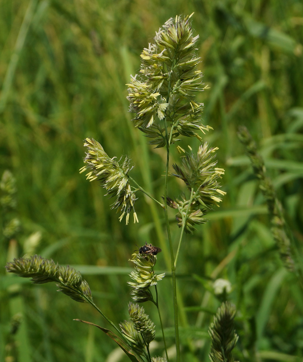 Изображение особи Dactylis glomerata.