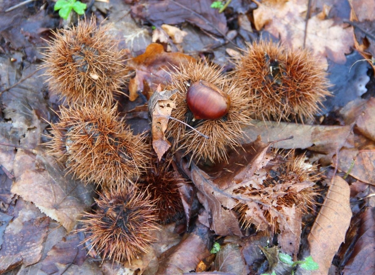 Изображение особи Castanea sativa.