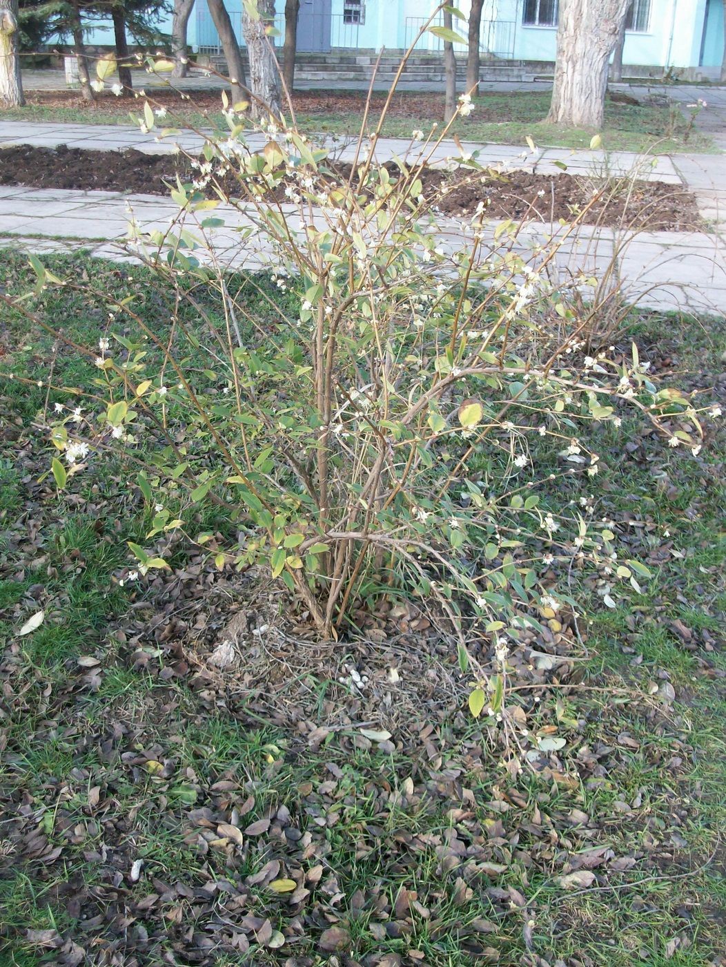 Image of Lonicera fragrantissima specimen.