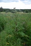 Arctium tomentosum. Растение с нераспустившимися корзинками. Свердловская обл., Североуральский городской округ, окр. пос. Крутой Лог, бывшая дер. Высотинка, поляна. 29.07.2017.