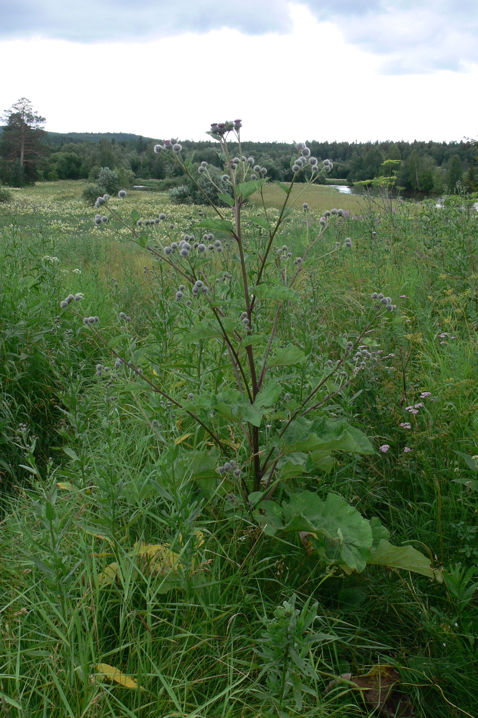 Изображение особи Arctium tomentosum.