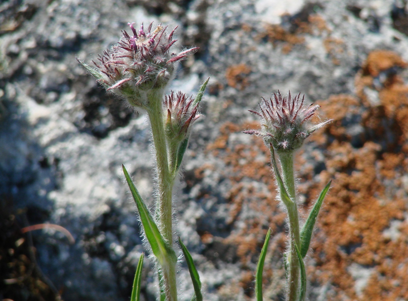 Изображение особи Saussurea schanginiana.