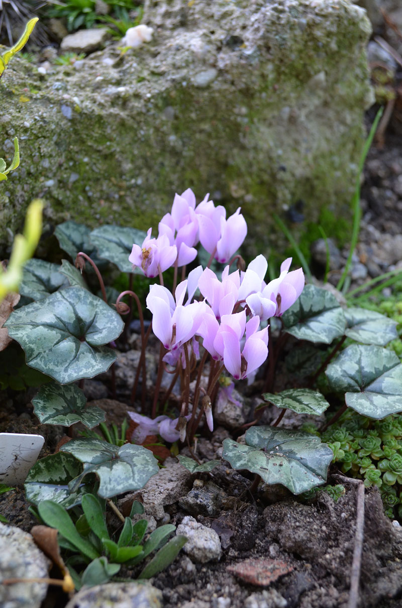 Image of Cyclamen cilicium specimen.