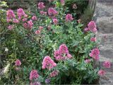 Centranthus ruber