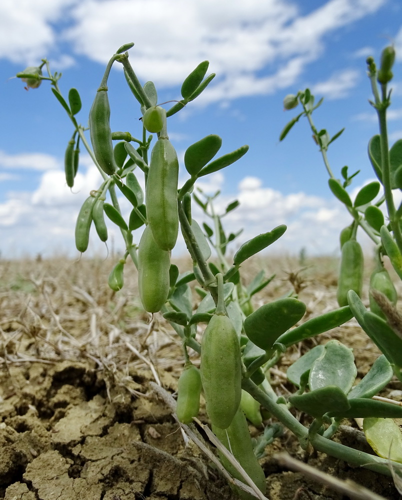 Изображение особи род Zygophyllum.