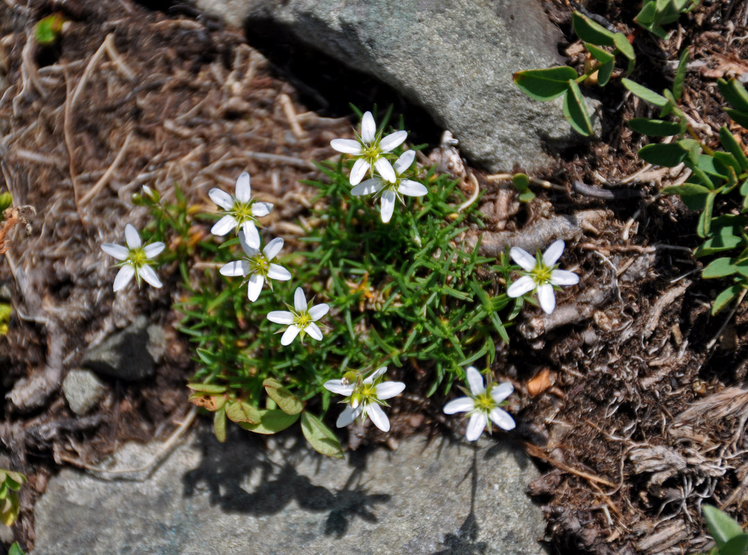 Image of Minuartia oreina specimen.