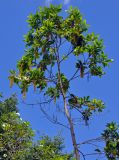 Lophanthera lactescens. Верхняя часть ствола и крона цветущего дерева. Малайзия, о-в Калимантан, г. Кучинг, в культуре. 12.05.2017.