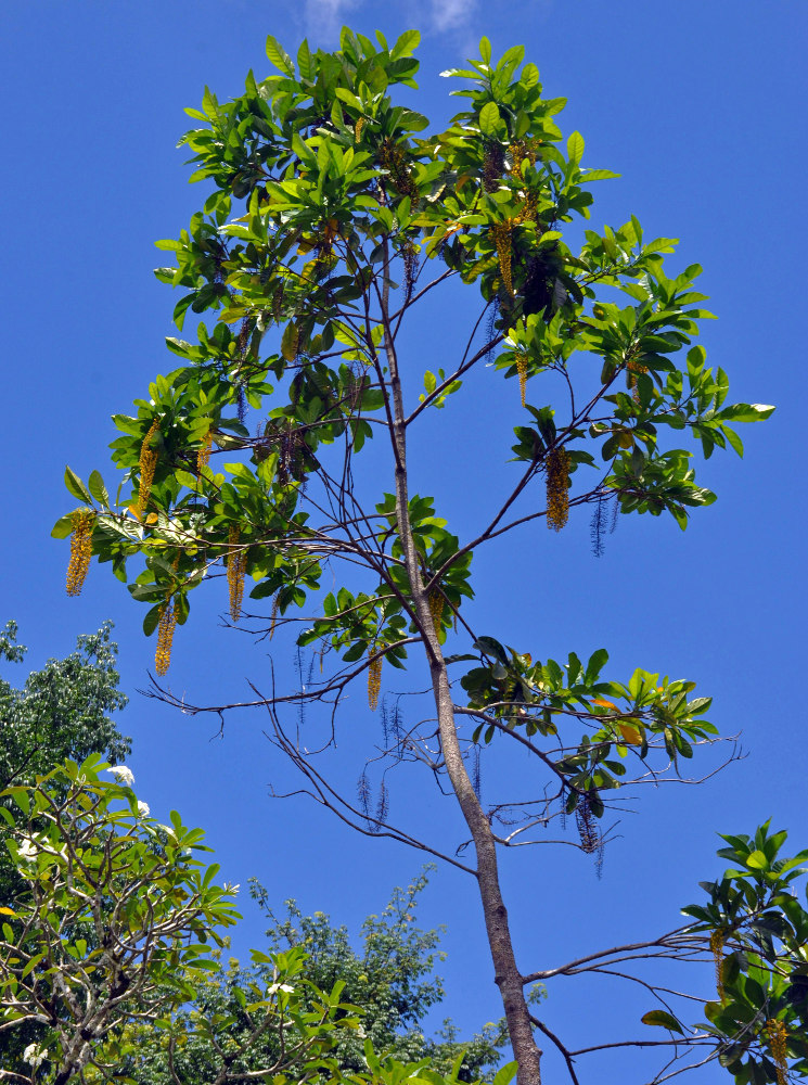 Image of Lophanthera lactescens specimen.