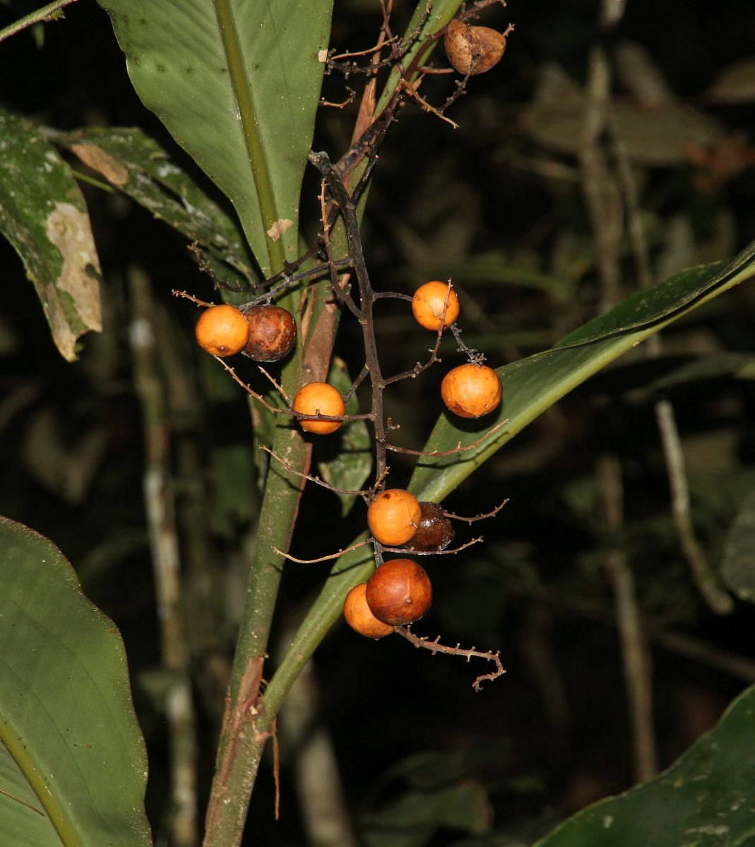 Изображение особи семейство Zingiberaceae.