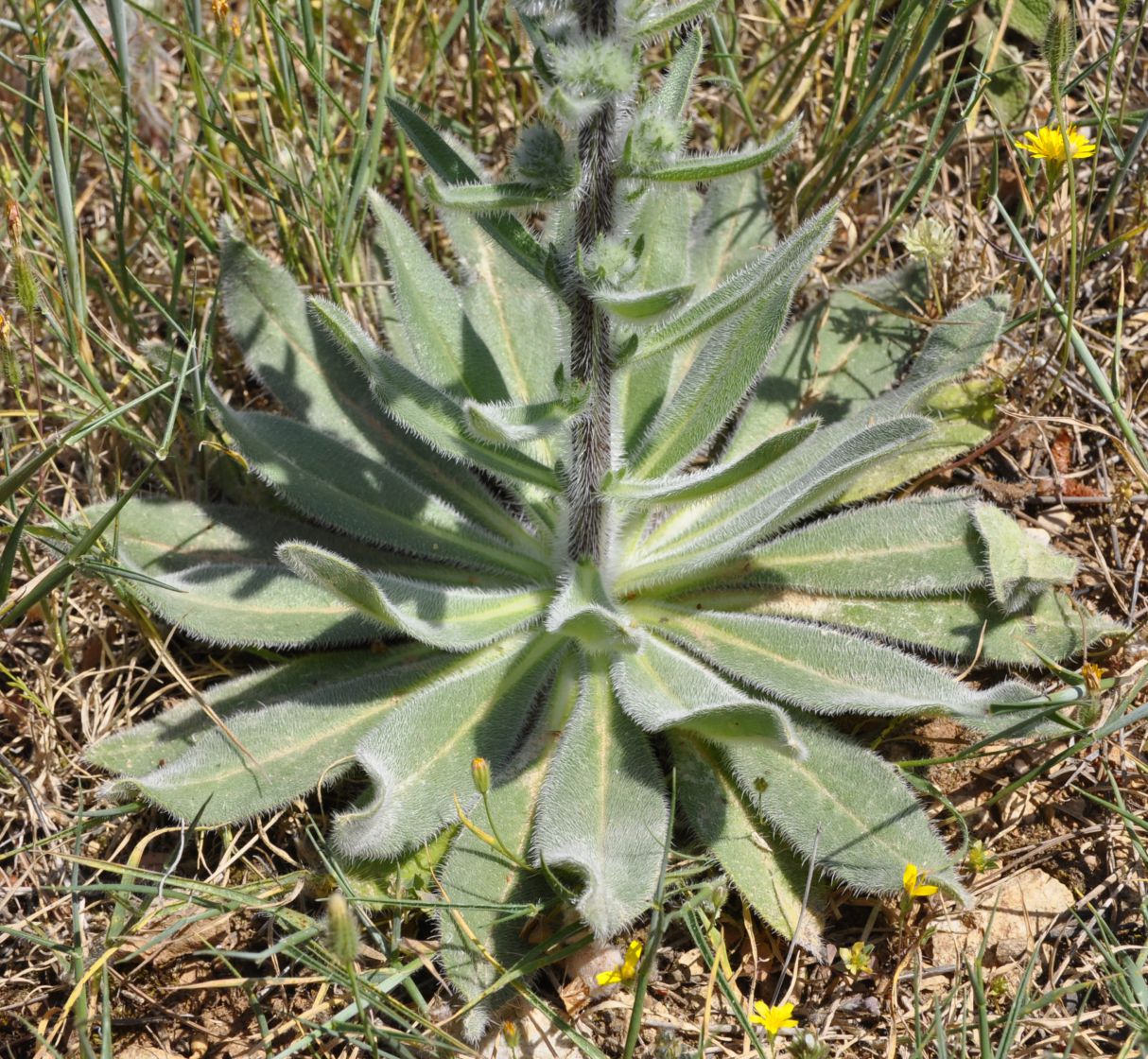 Изображение особи Echium italicum.