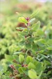 Lonicera × subarctica. Верхушка растения с незрелыми плодами. Кольский п-ов, Кандалакшский берег Белого моря, каменистая коса. 21.07.2017.