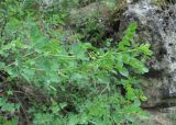 Colutea orientalis
