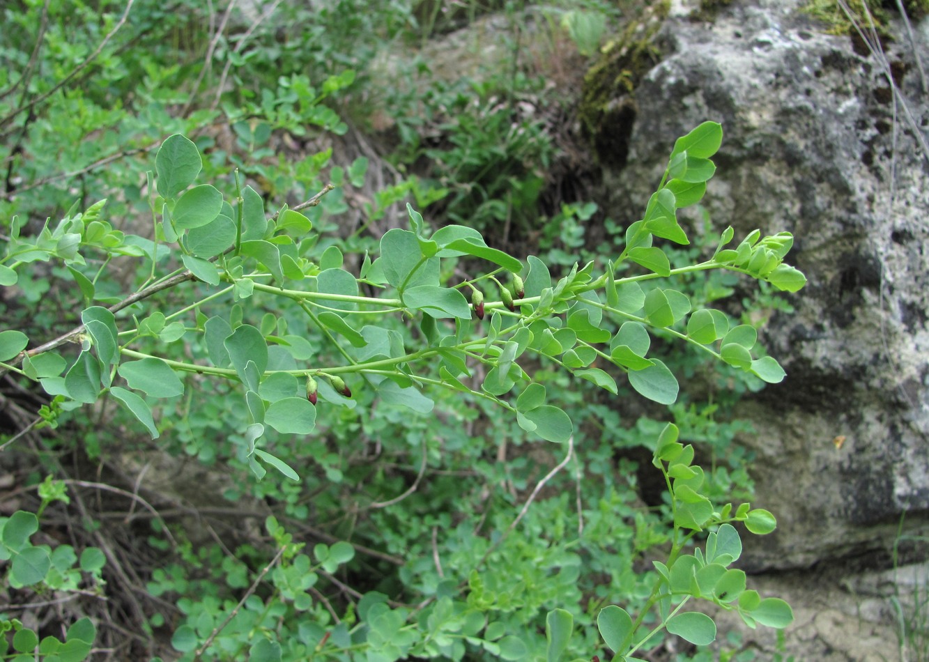 Image of Colutea orientalis specimen.