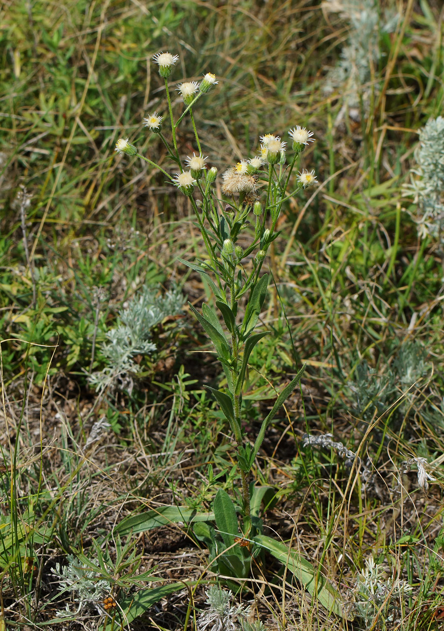 Image of Erigeron acris specimen.