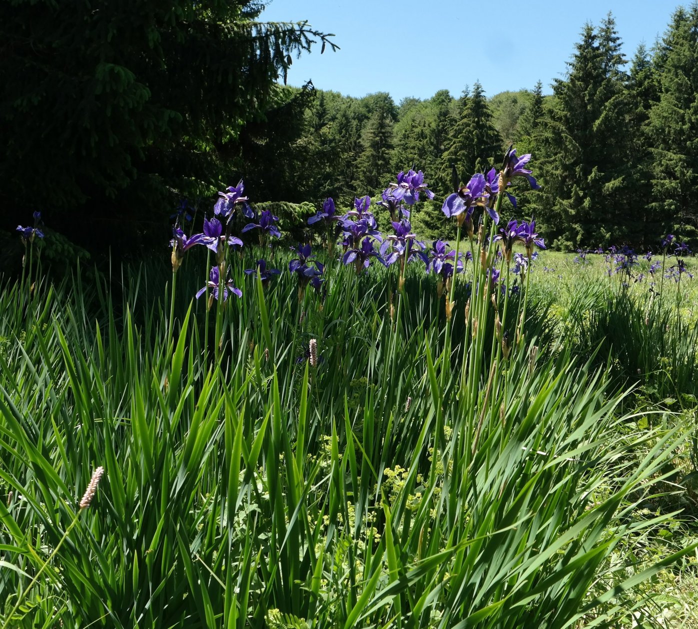 Изображение особи Iris sibirica.