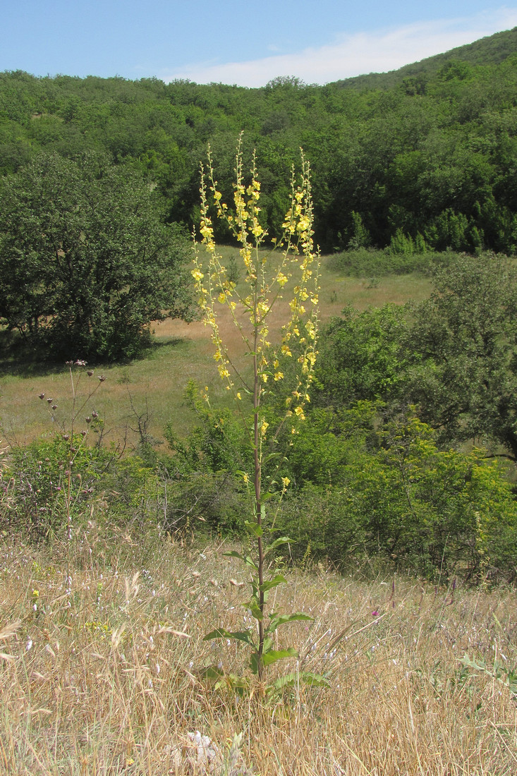 Image of Verbascum banaticum specimen.