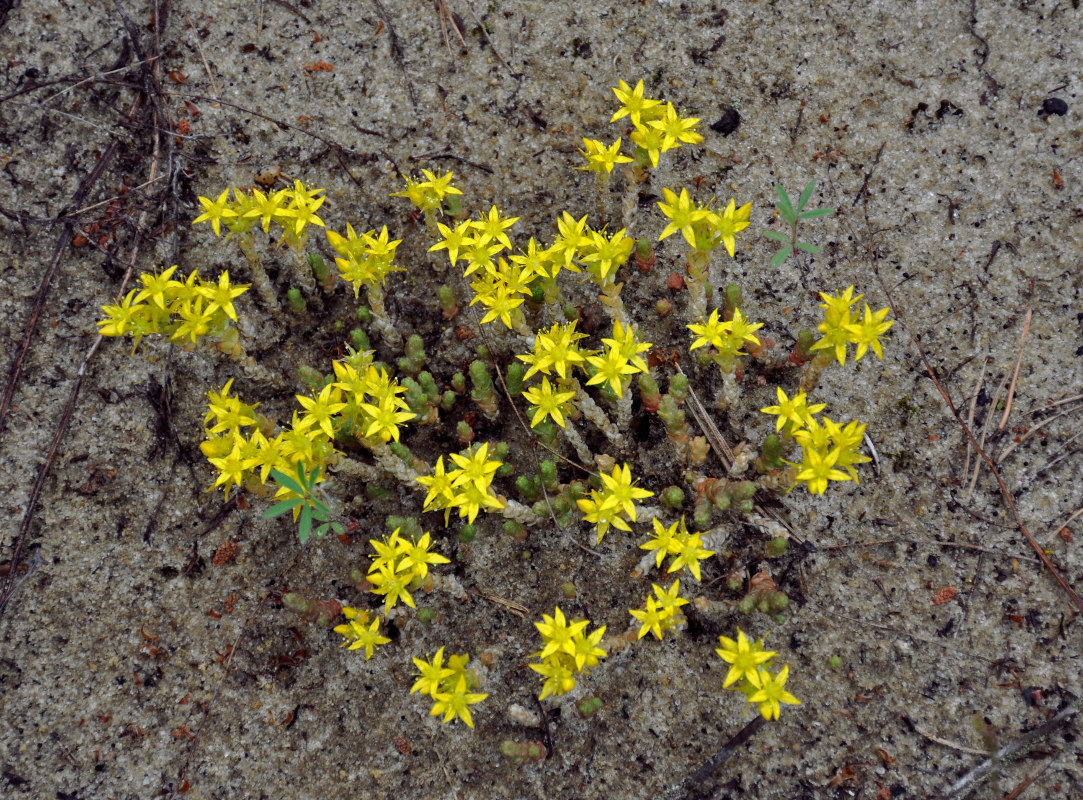 Изображение особи Sedum acre.