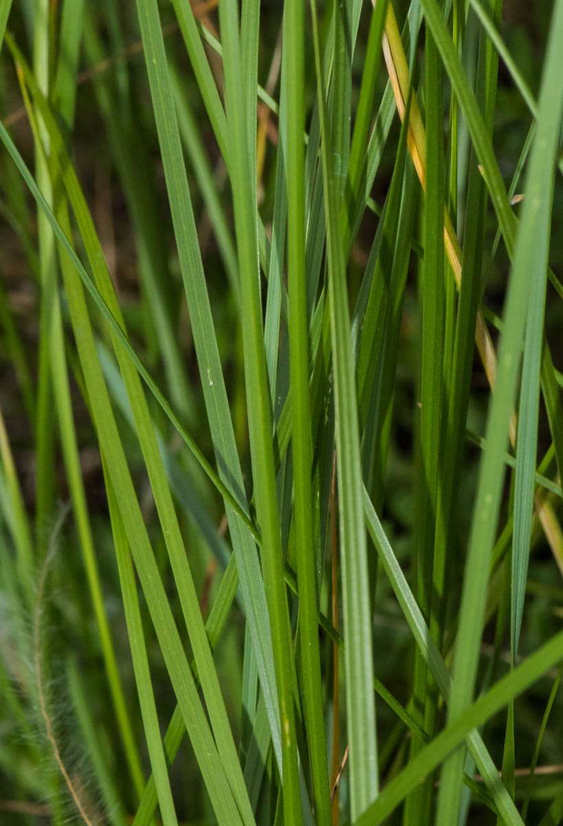 Image of genus Stipa specimen.